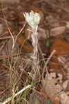 Bighead pygmycudweed